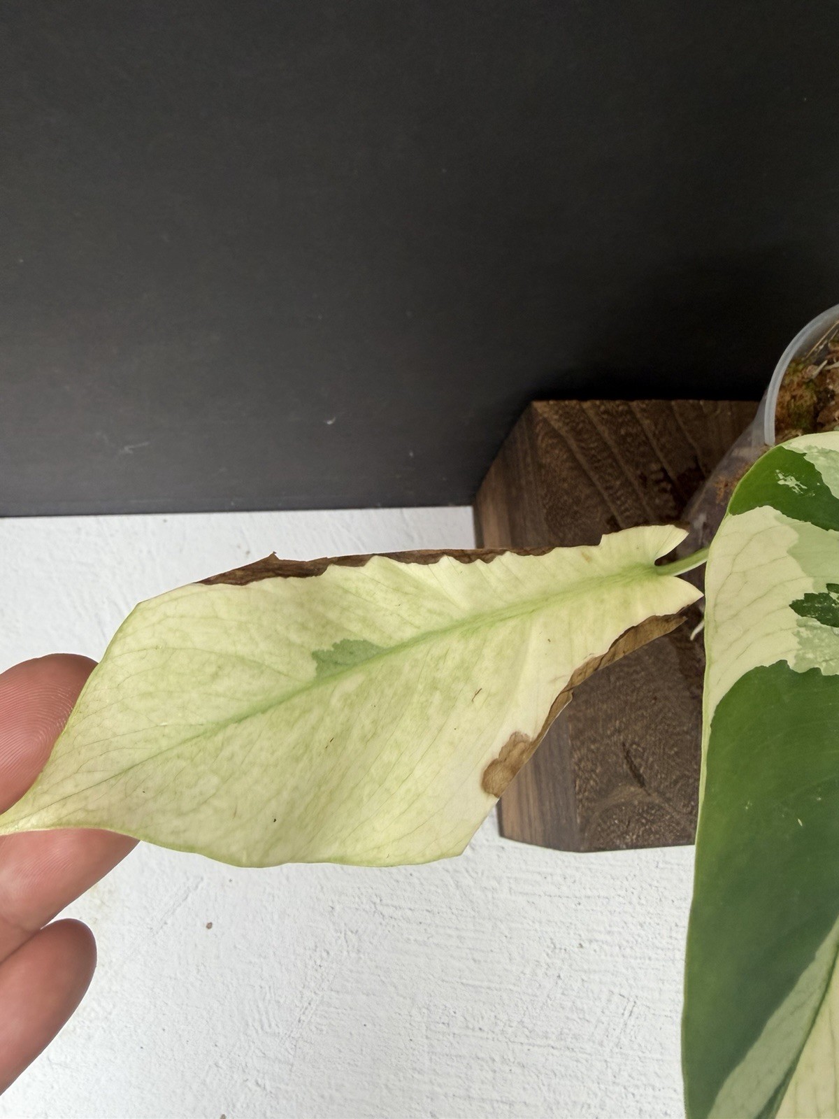 Monstera Mint NOID