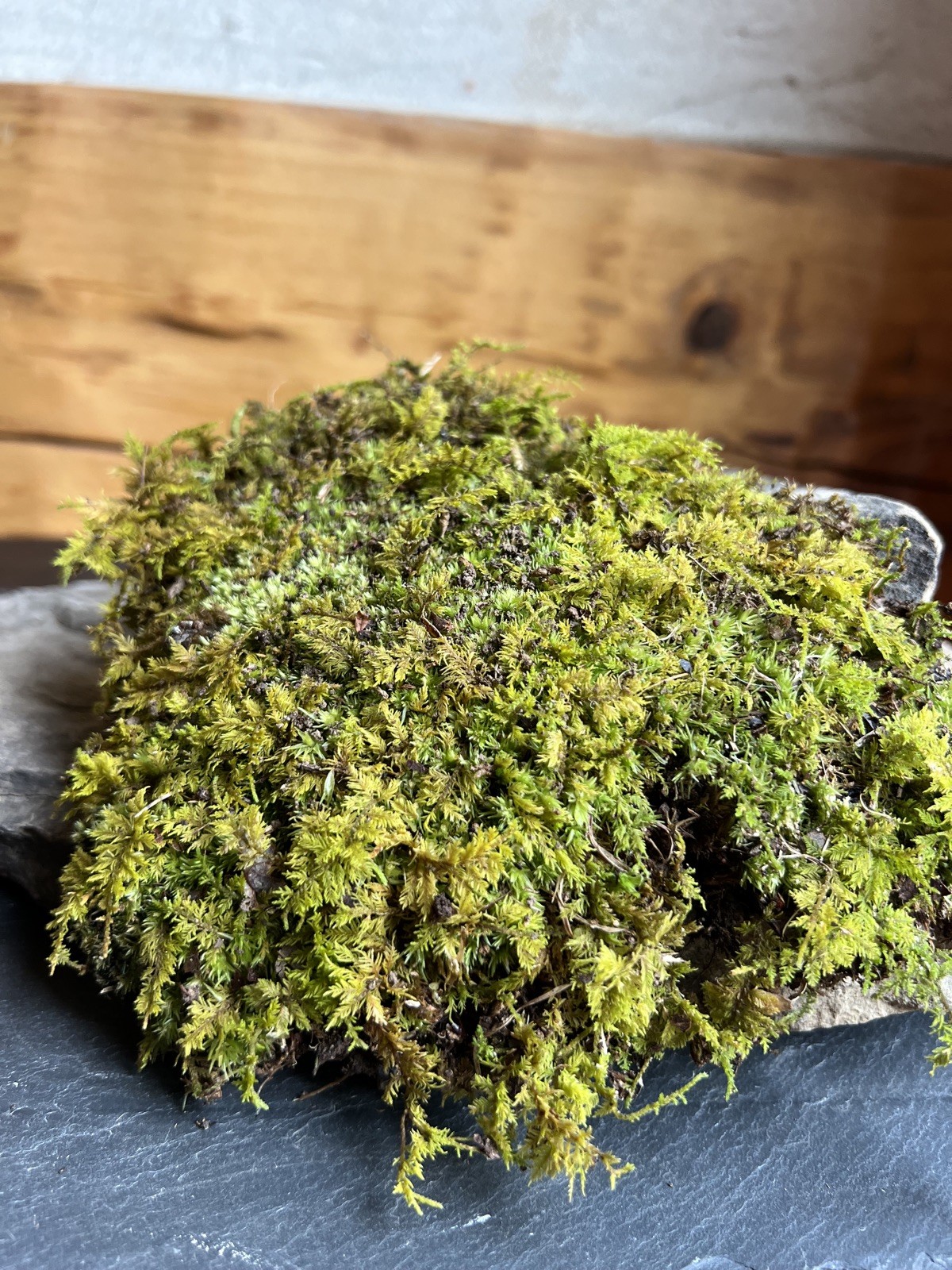 Live Fresh Moss- One Gallon Bag-Uses Bonsai, Terrarium, Vivarium, Fairy Garden