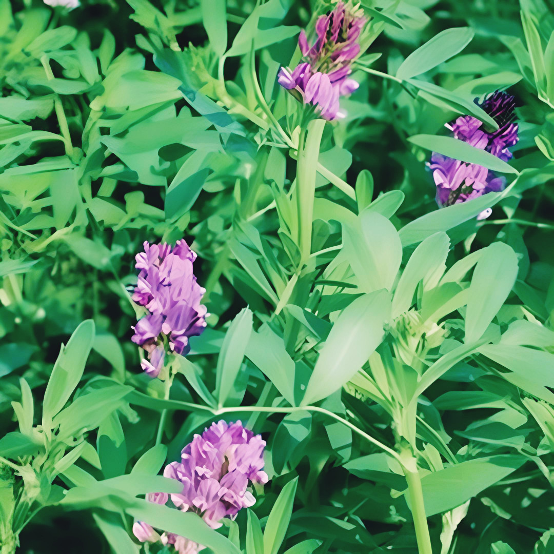 Alfalfa Cover Crop Seeds | NON-GMO | Heirloom | 2000 Seeds