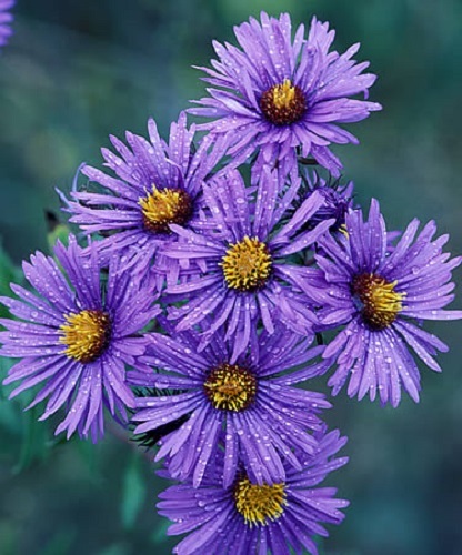 250 New England Aster Seeds Hardy Perennial