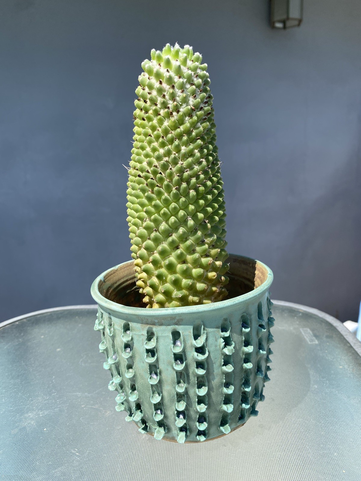 Wheel thrown Porcelain Cactus Succulent Planter 5“ Diam 4” h hand carved