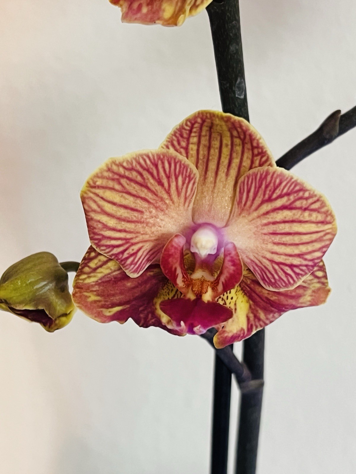 Phalaenopsis Orchid NOID Taiwanese Species Extremely Rare Plant Mutated!!!