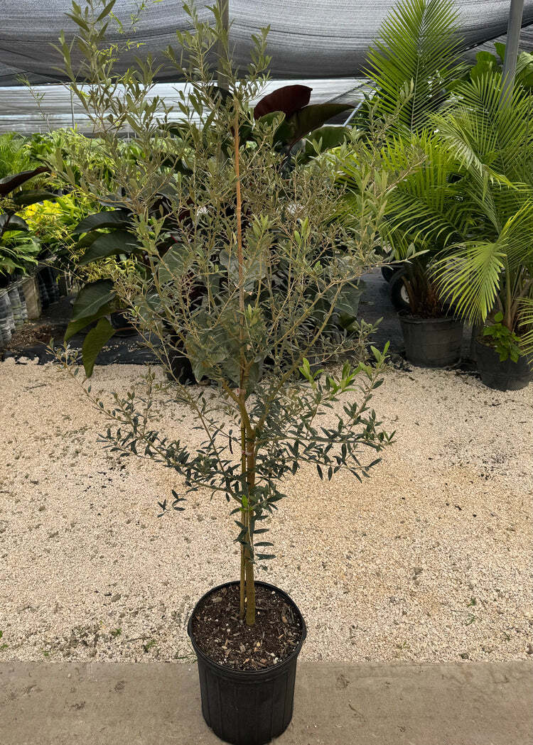 Arbequina Olive Tree Olea Europaea Live Plant Fruiting 2 Gallon Pot 2-3 Ft Tall