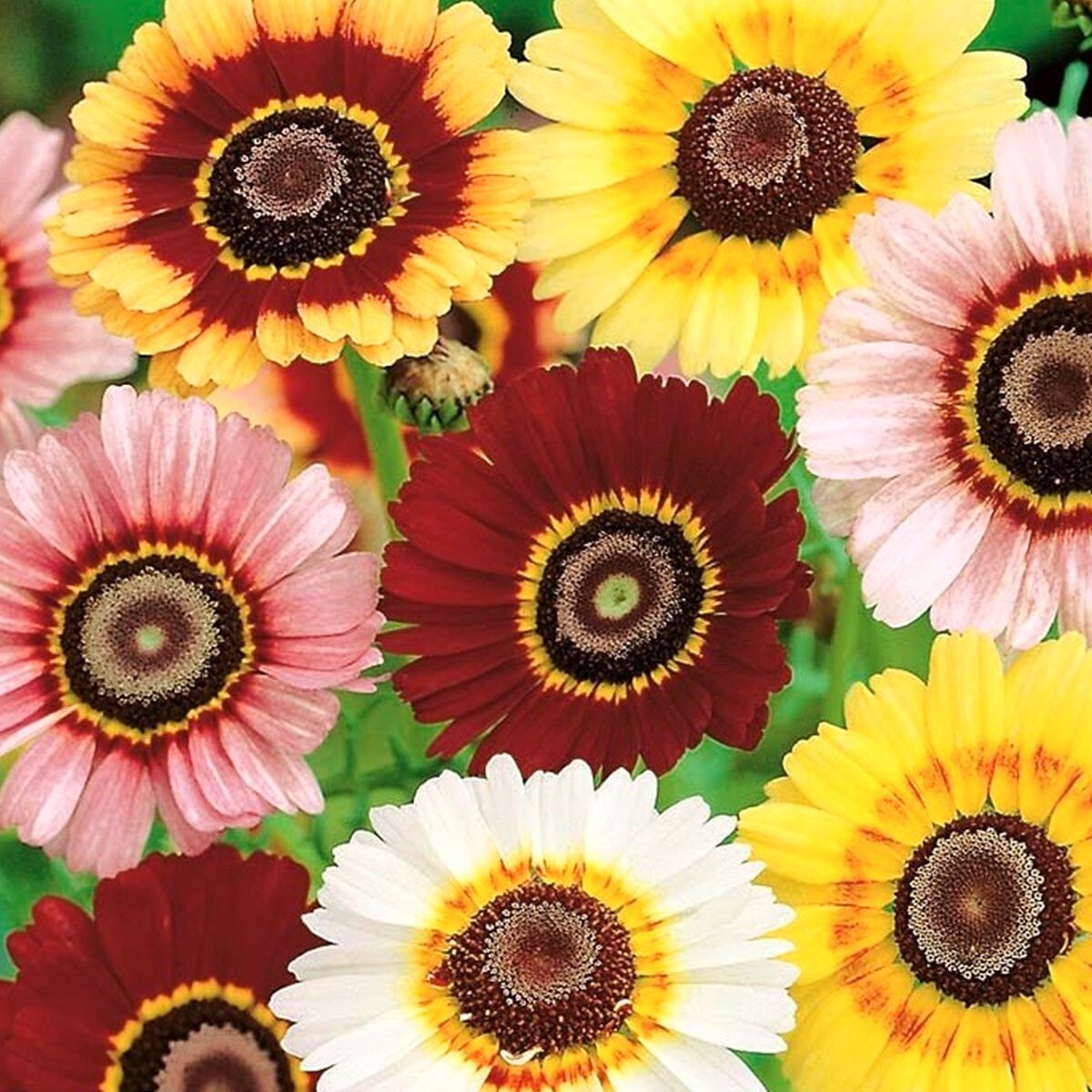300+ PAINTED DAISY MIX SEEDS —– HUGE FLOWERS ——– BRIGHT COLORS