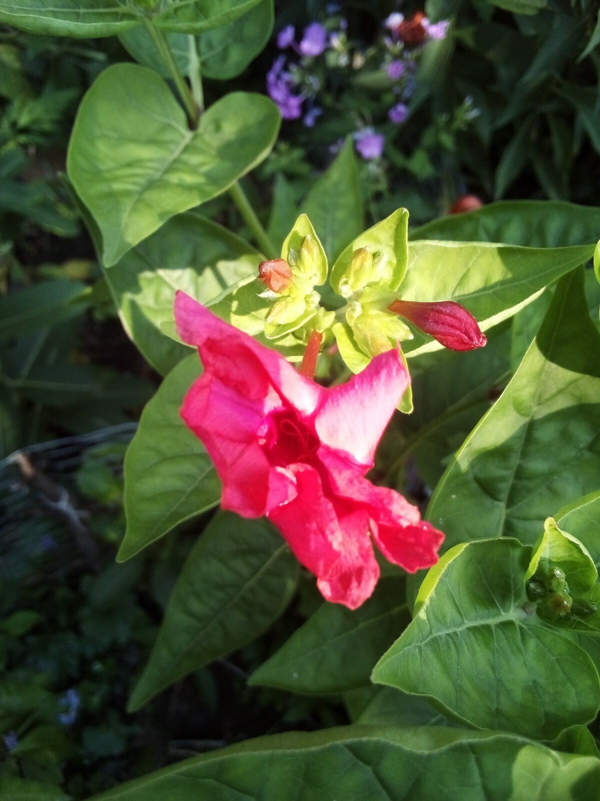 10 SEEDS RED FOUR O’ CLOCK MIRABILIS JALAPA