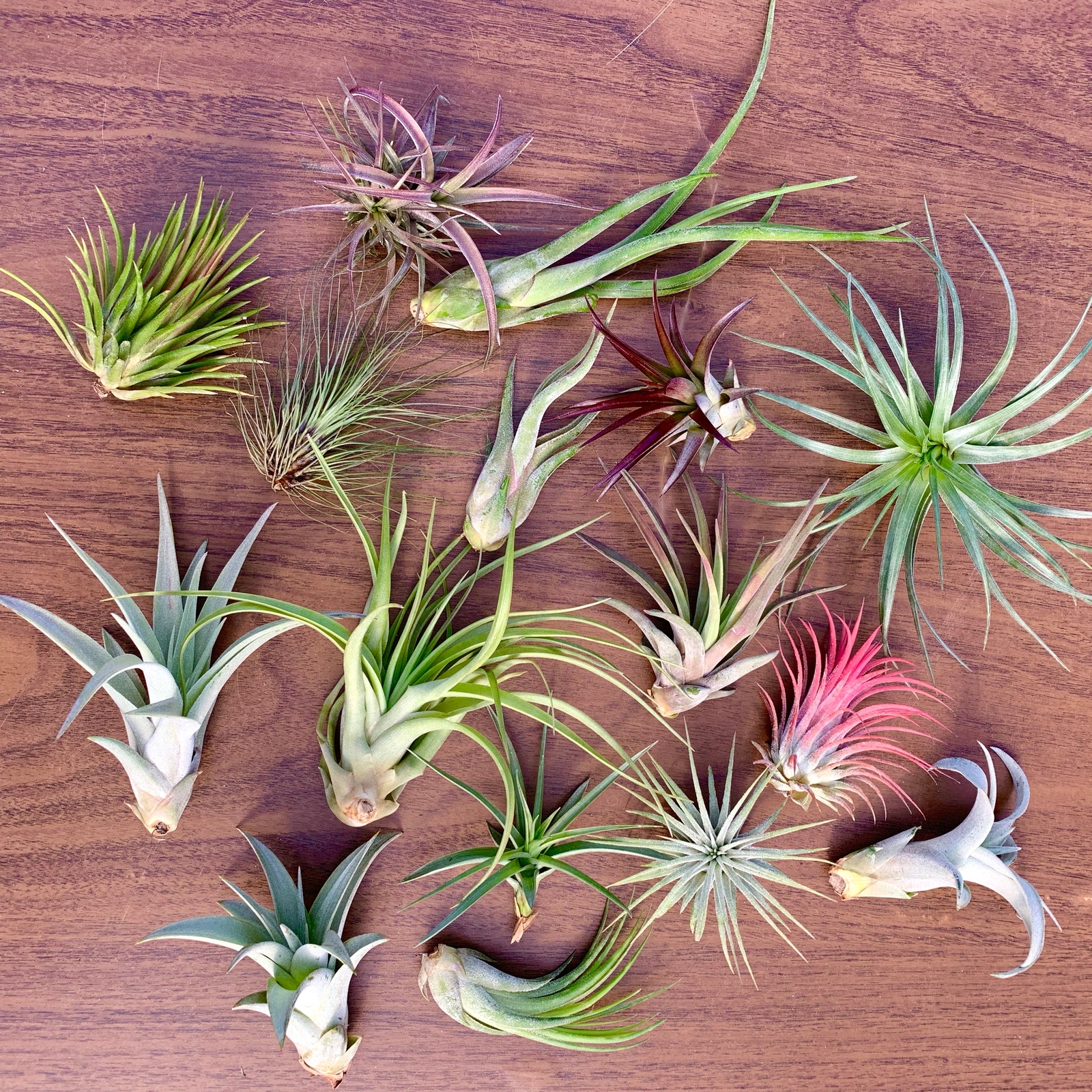 10 Pack Premium Air Plants Tillandsia Mix *Beginner Friendly Selections*