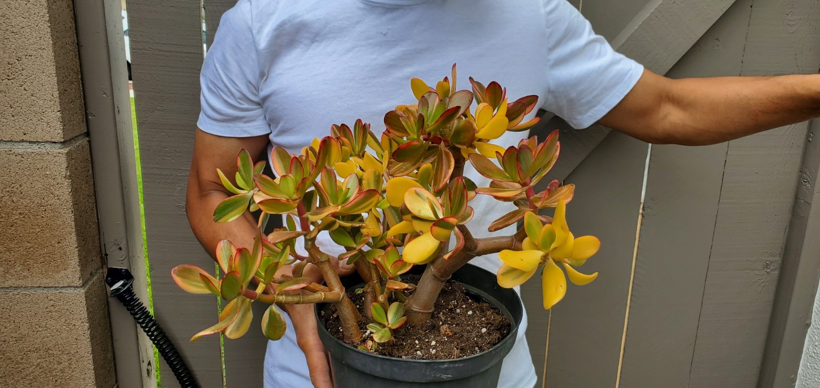 Golden Jade Succulent Crassula Ovata Hummel Sunset Great for bonsai -Y