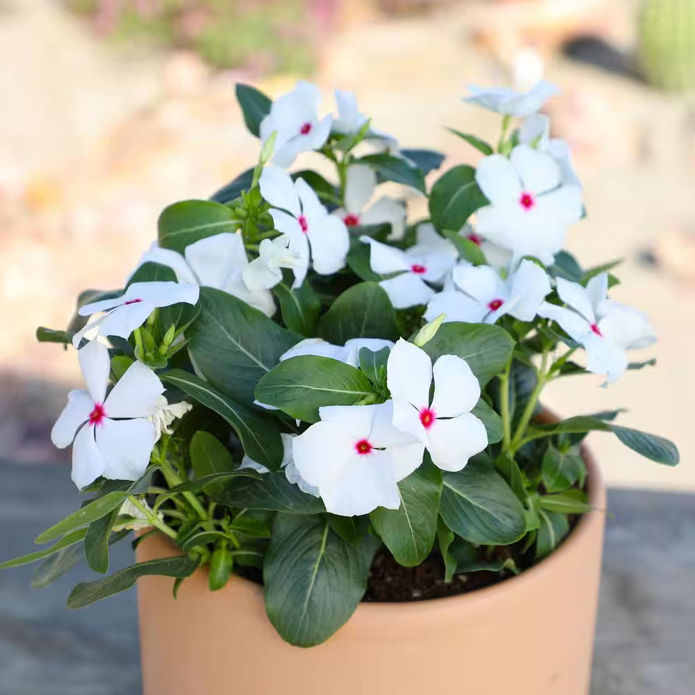 Multicolor Vinca Flowering Garden Plants (4 Pack), Deer Resistant, Colorful Flow