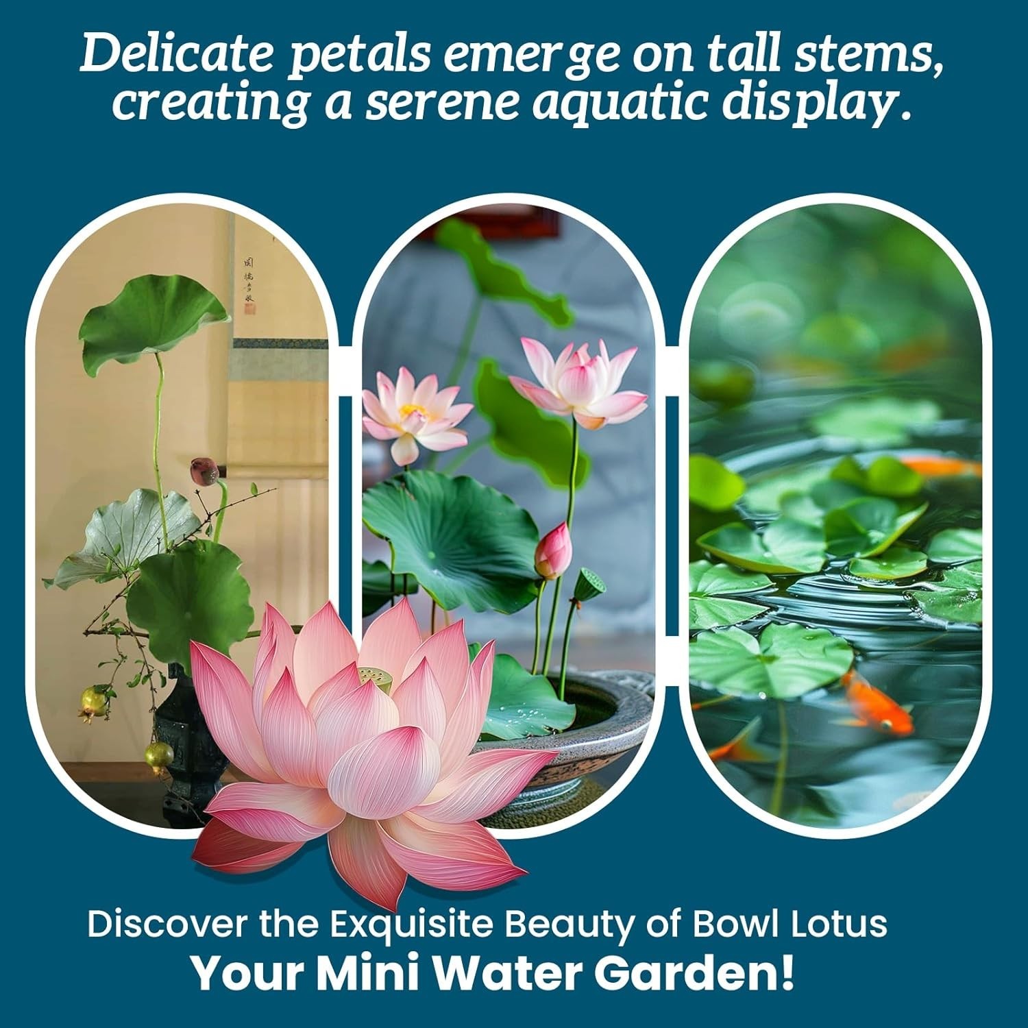 Lotus Seeds for Planting in Water | 30 PCS Mixed Color Bowl Lotus Seeds for Indo