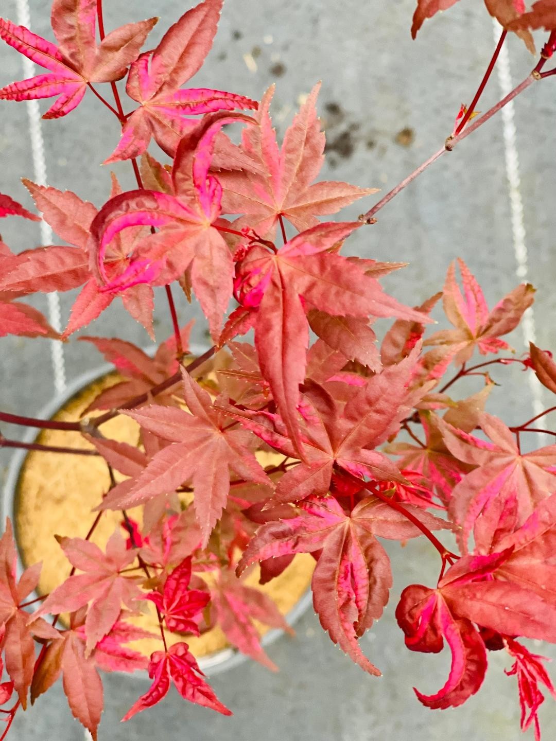 Acer palmatum ‘Noel’ (Noel Japanese Maple) Rare!