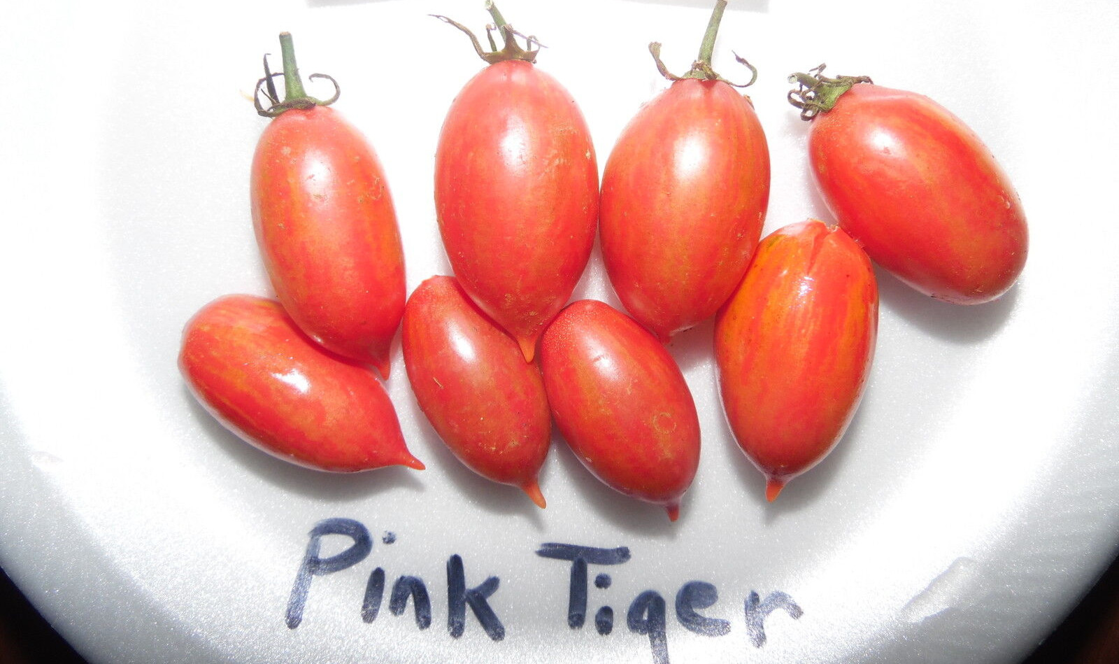 Pink Tiger Tomato Seeds! Comb. S/H See our Store