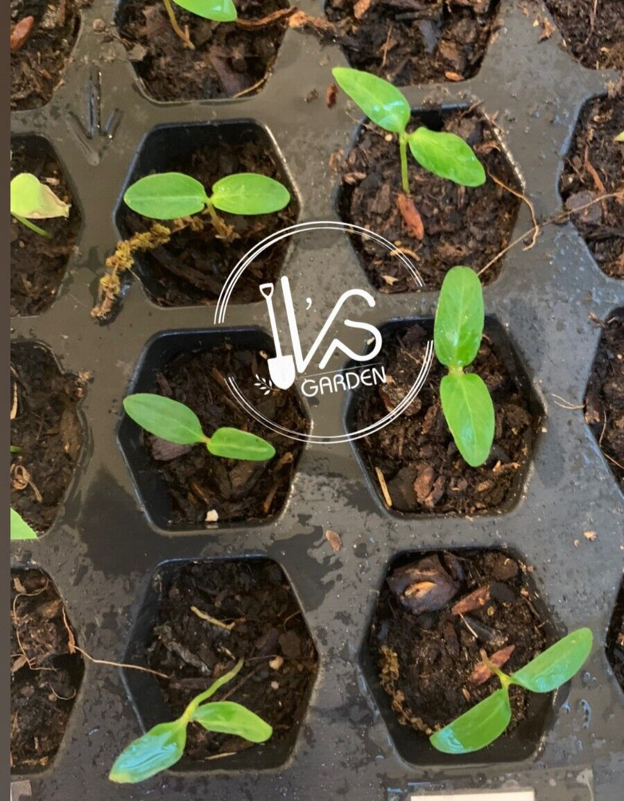 5 PCS RIVER LEAF VINE SEEDS , HAT LÁ GIANG |HIGH GERMINATION RATE 85%|