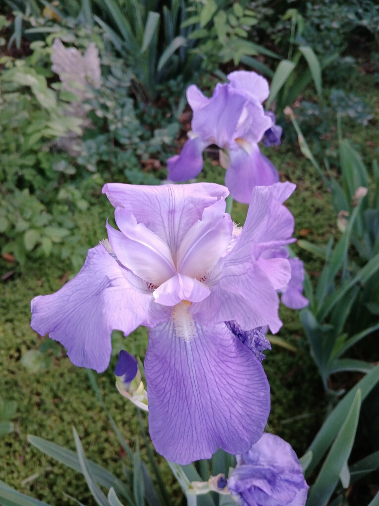 Tall Light purple Iris rizome with full foliage