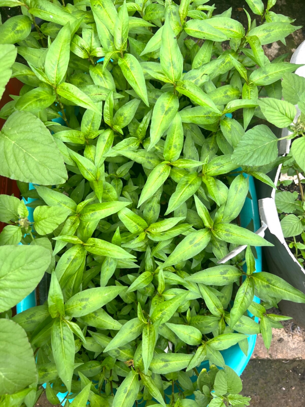Rau Ram/ Dragon Bean- Okra/ Vietnamese basil/Sung thao-Japanese/Chine artichoke