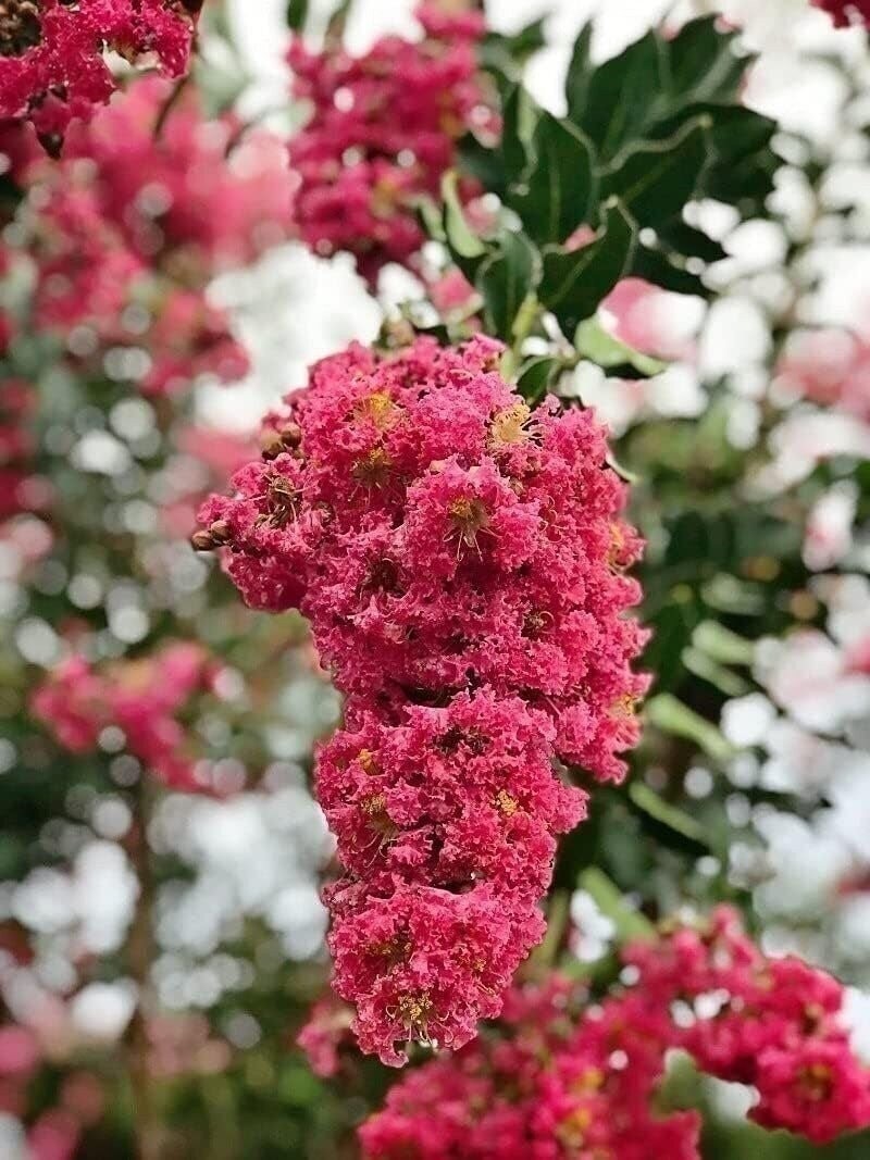 Crape Myrtle Tuscarora | 2 Inch | Lagerstroemia indica | Flowering Plant | Tree