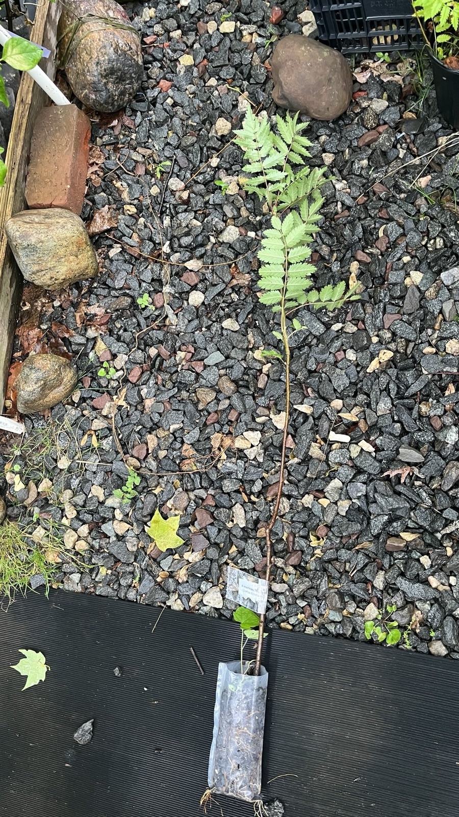 2-3 ft tall American Mountain Ash (Sorbus americana) 2-3 year old tree seedling