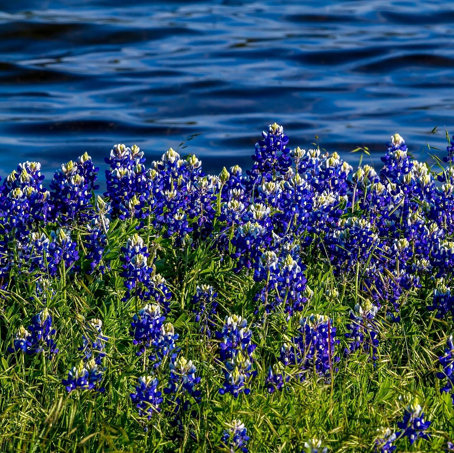 Texas Bluebonnet Seed – 500 Seeds 5 x 3 x 0.2 inches
