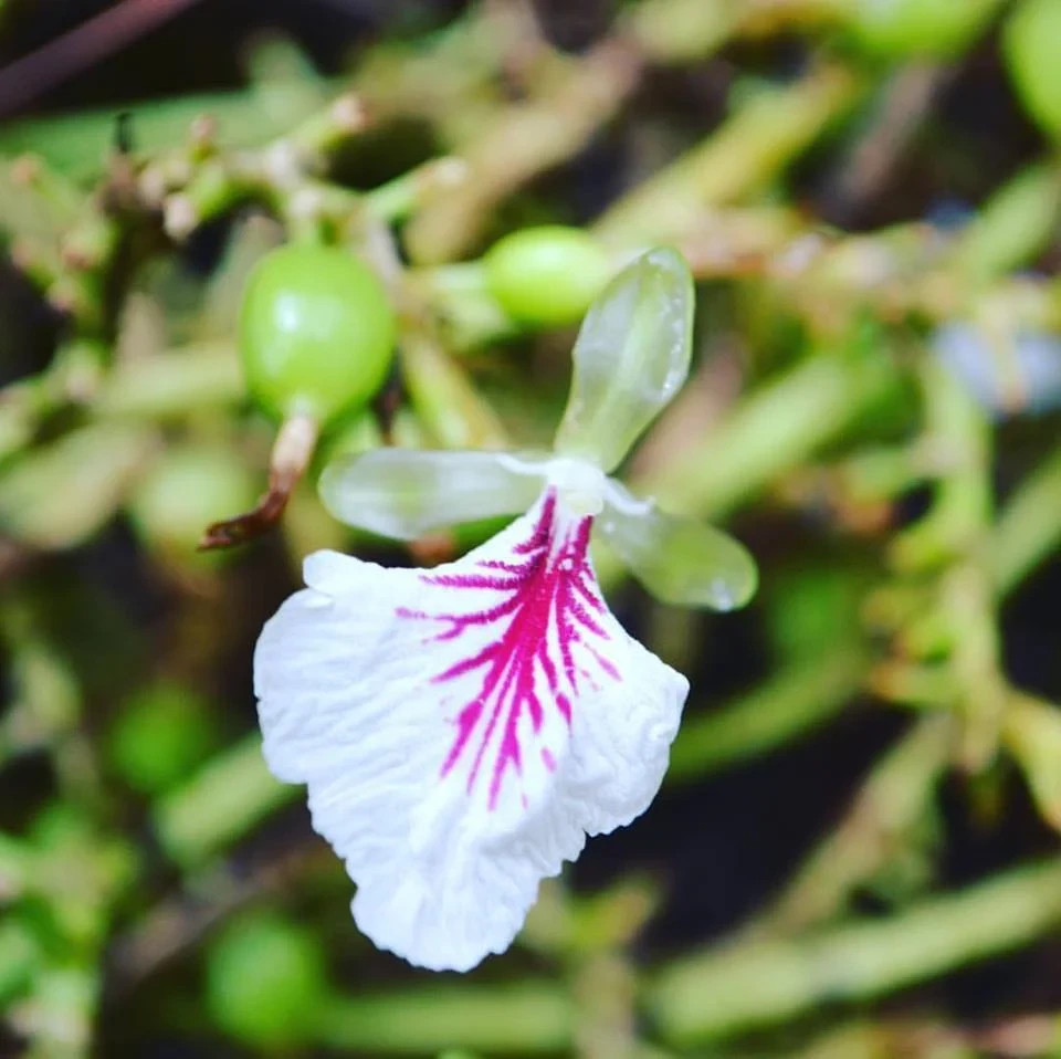 10 Cardamom (Elettaria cardamomum) Herb/Flowering Shrub Tree Seeds – Rare Spice