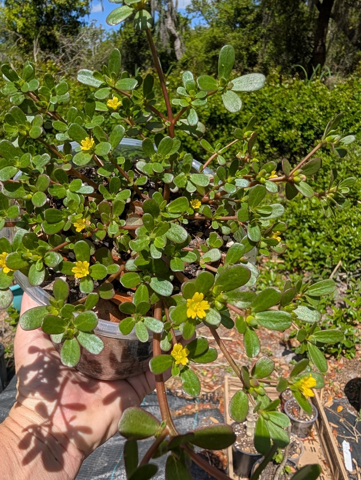 5 x Portulaca Oleracea Live Rooted PlantsYellow Flowers Groundcover Purslane