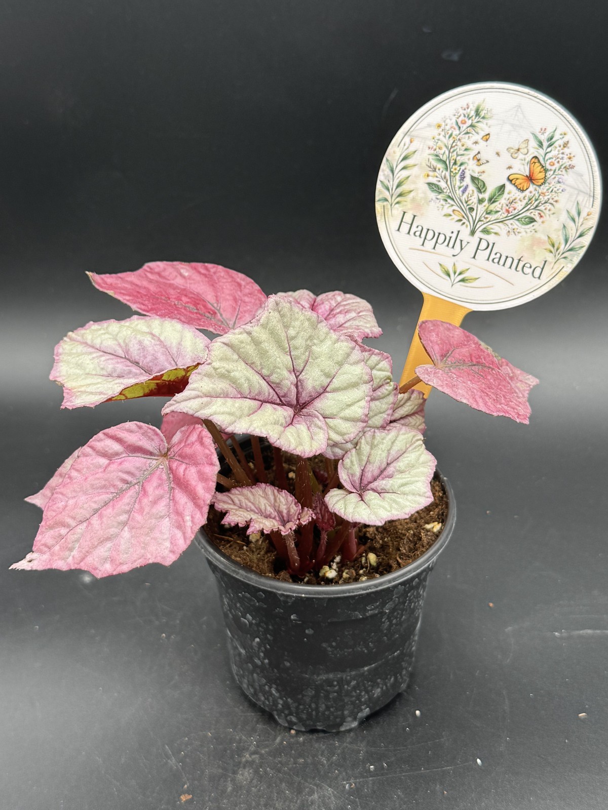 Begonia Inca Flame- 4″ Pot Live Plant – Free Shipping