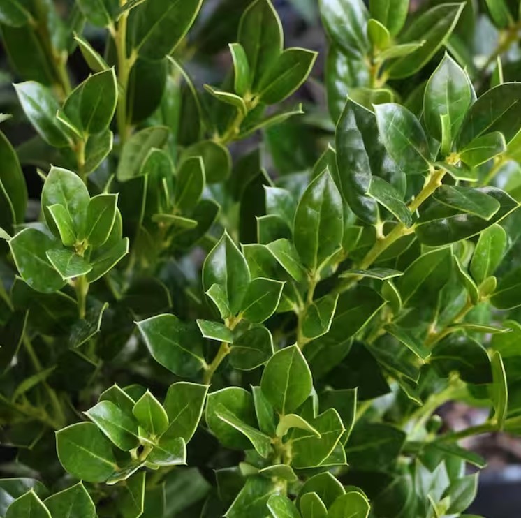 Needlepoint Holly Live Evergreen Shrub Plant – 6″ Tall – 3″ Pot – Ilex Cornuta