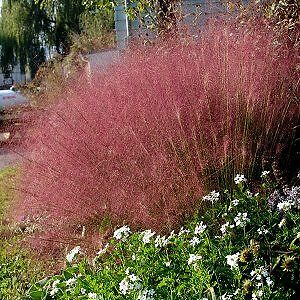 Muhlenbergia capillaris Pink Cloud 250 seeds