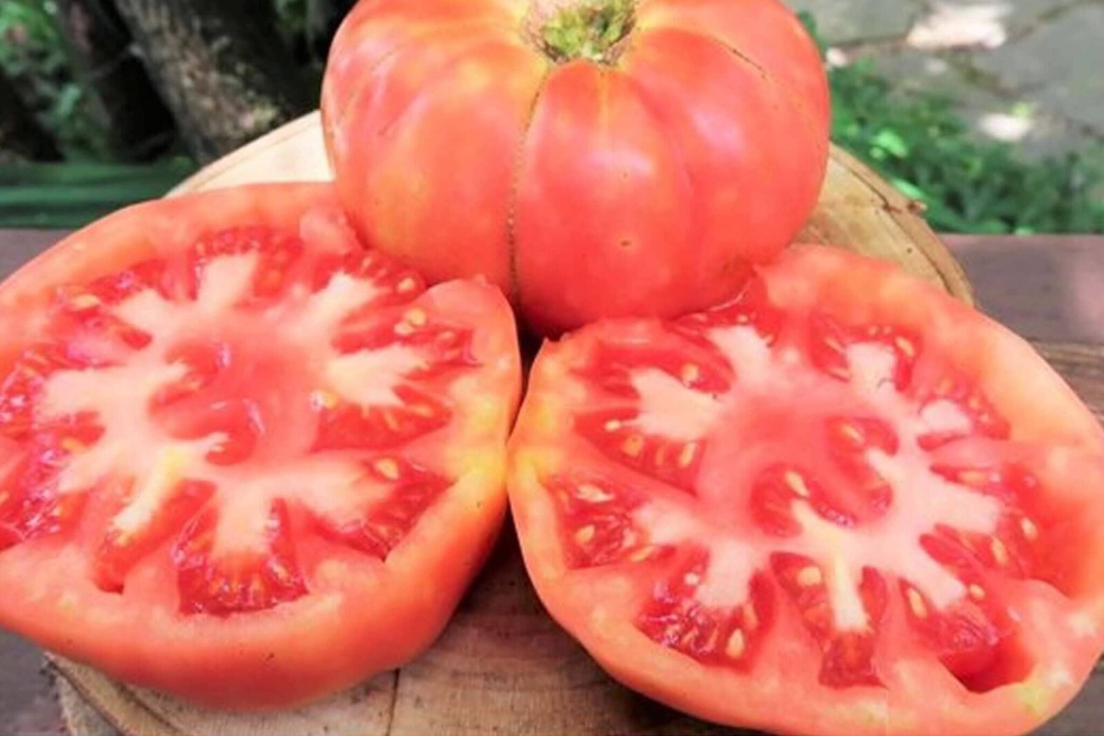 Ponderosa Pink Tomato Seeds, Henderson, NON-GMO, Heirloom, FREE SHIP
