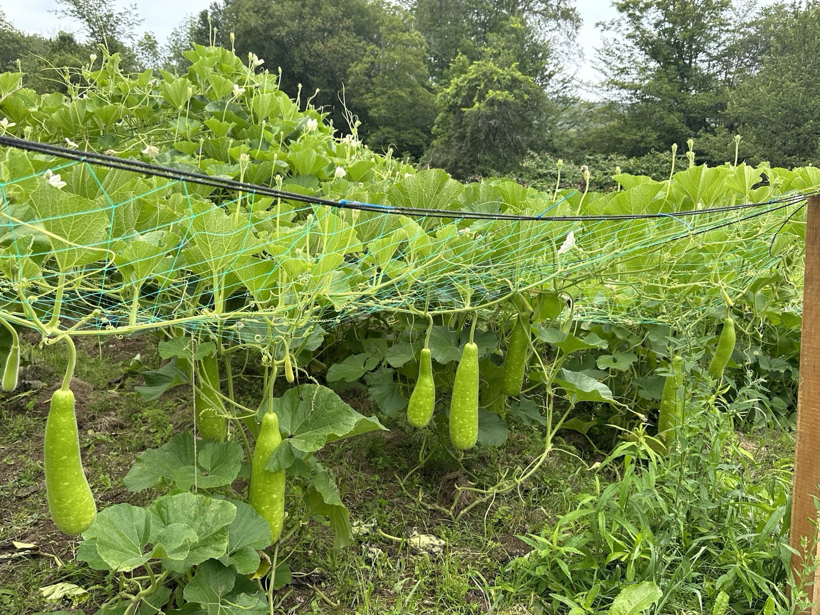 Big Bottle Gourd seeds || Lovely F1 Bangladeshi Lau Seeds || 6 Deshi Lau seeds