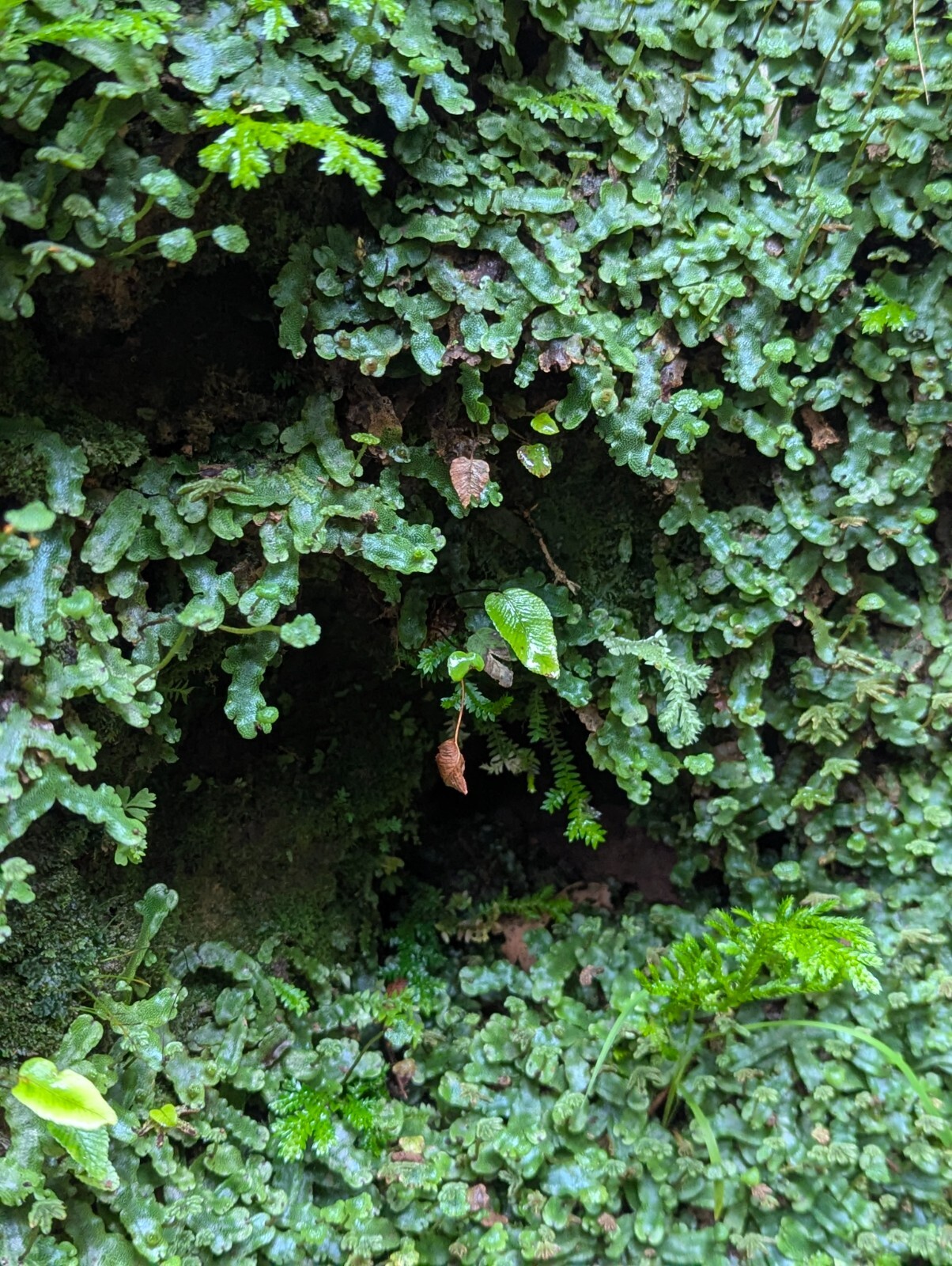 x3 Live Rare Bare Plants : 3″ inch : Marchantia Liverwort rainforest groundcover
