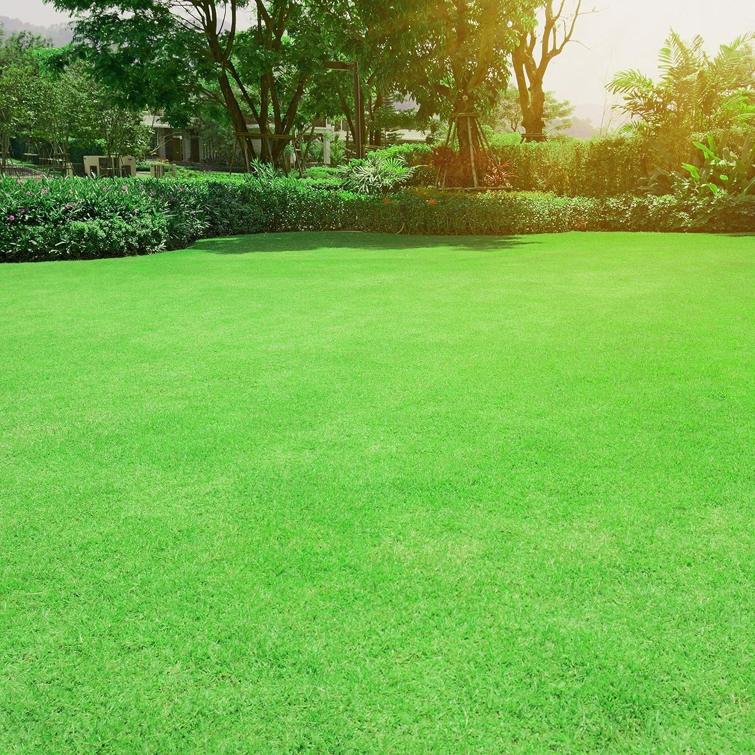 5 lbs Oasis Bermuda Grass Seed – Ideal for High Traffic & Sunny Areas