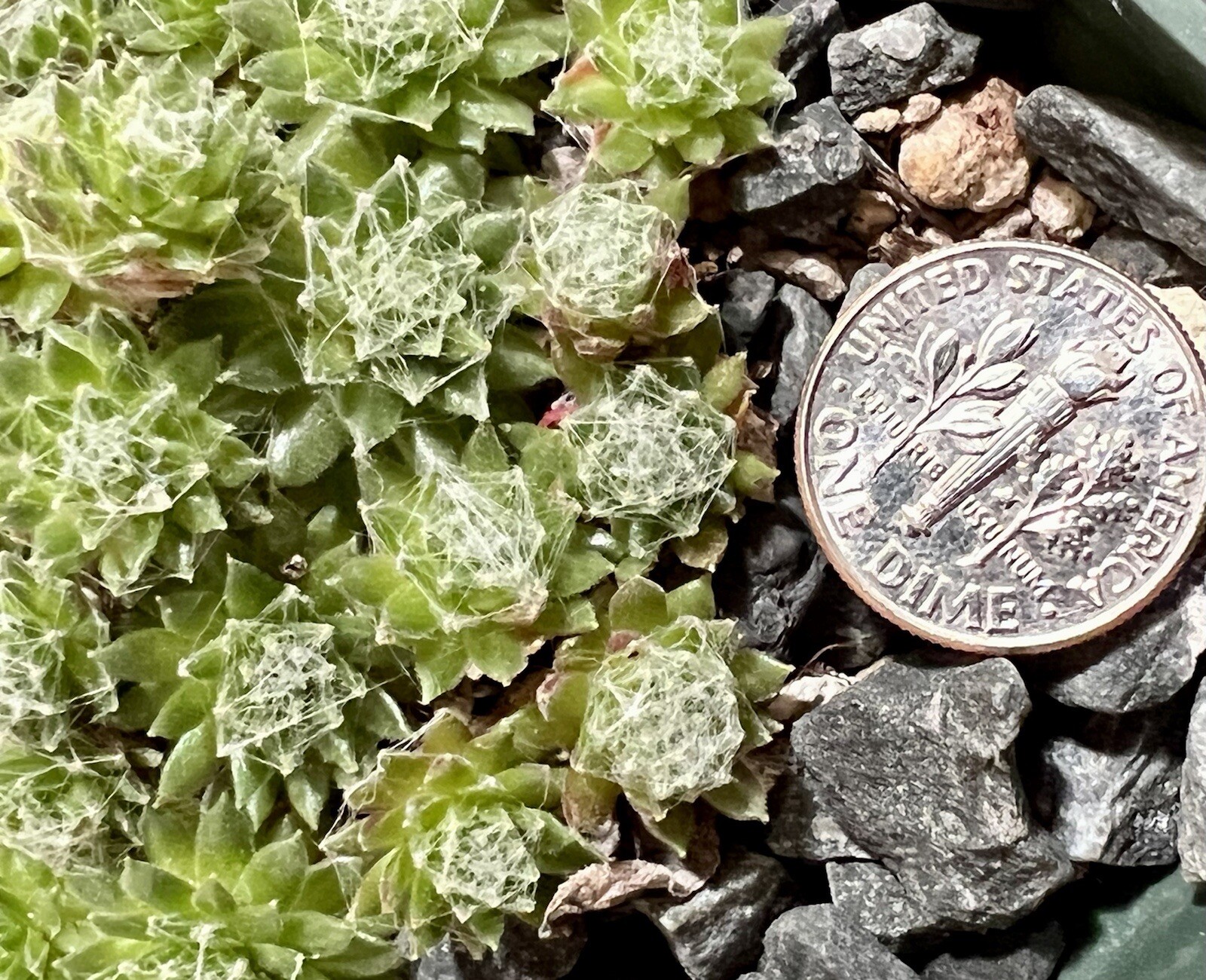 SALE on 10 Baby Sempervivum 10 varieties of Healthy Hens & Chicks +/- 1 in size