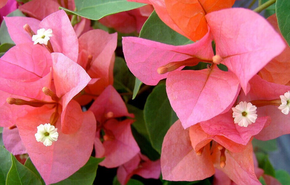 **AFTERGLOW** Bougainvillea**Small Well Rooted Starter Plant~VERY RARE & HTF