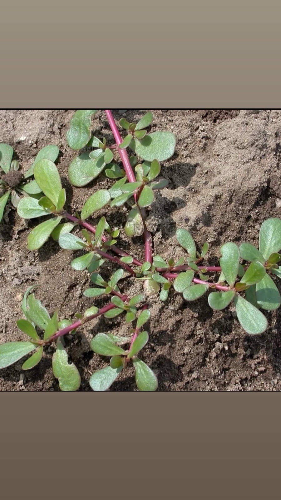 Verdolaga Mexicana (Purslane) Seeds – 700