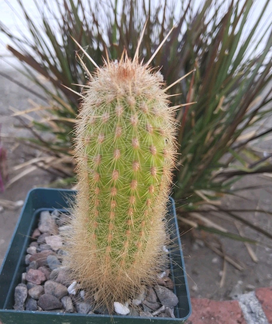 Trixanthocereus Blossfeldiorum Cactus Beautiful Fluff At Base! Red Spines On Top