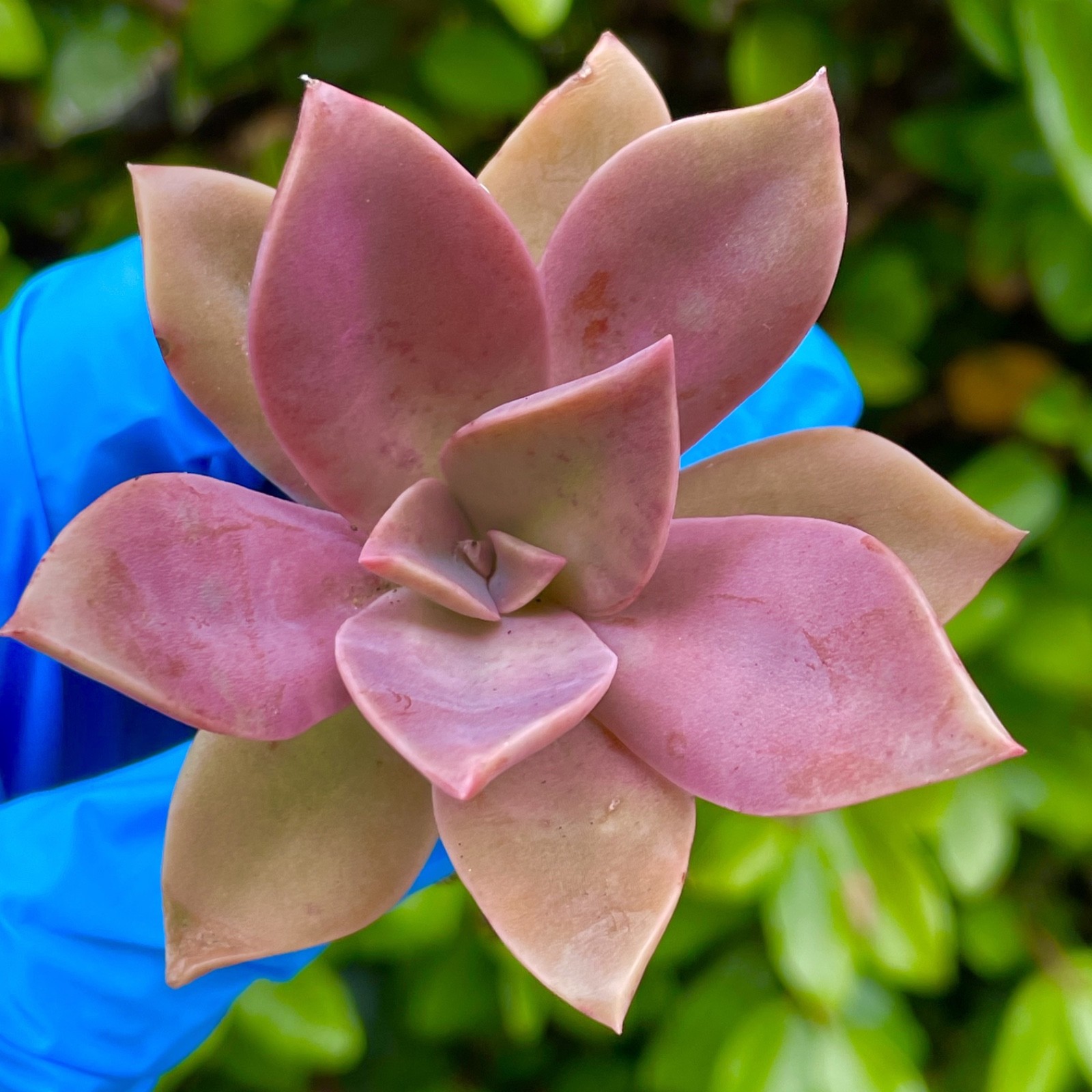Graptoveria Dusty Rare Succulent Fully Rooted 1-Head Plant Easy Care 1-2 Inch