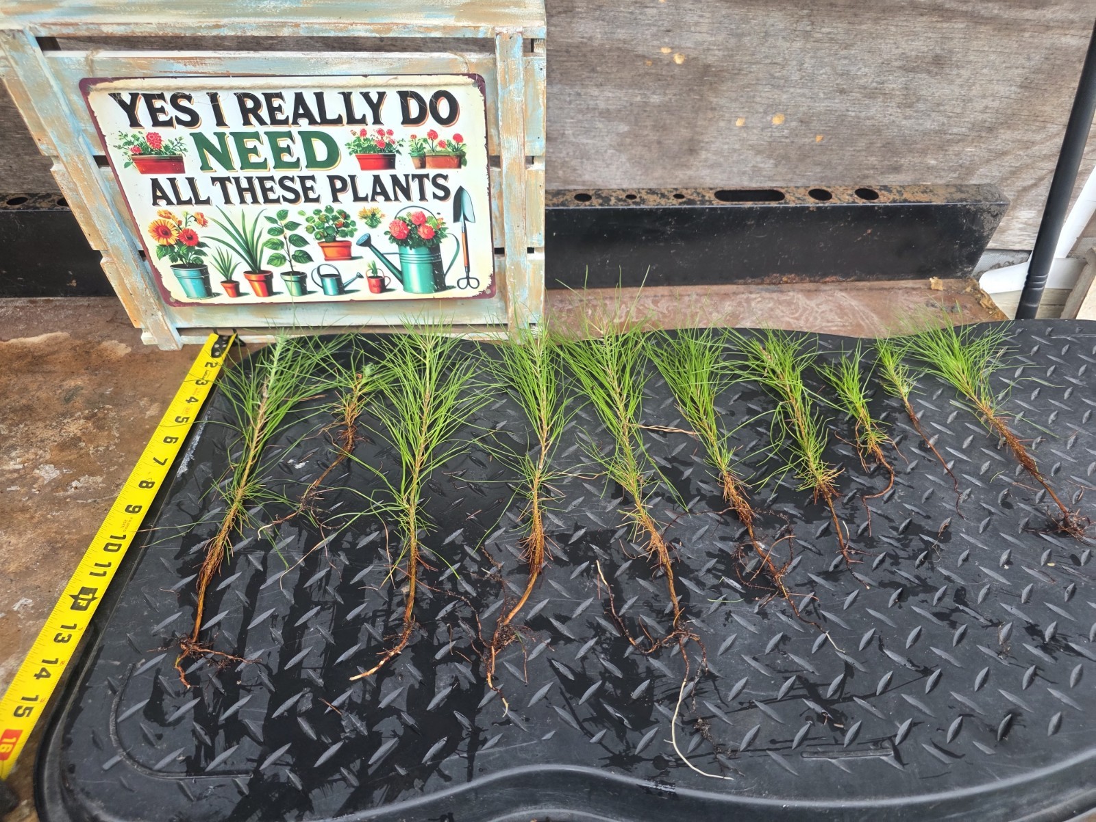 20 Loblolly Pine Tree Seedlings Live Plants (Plants Only) sizes vary