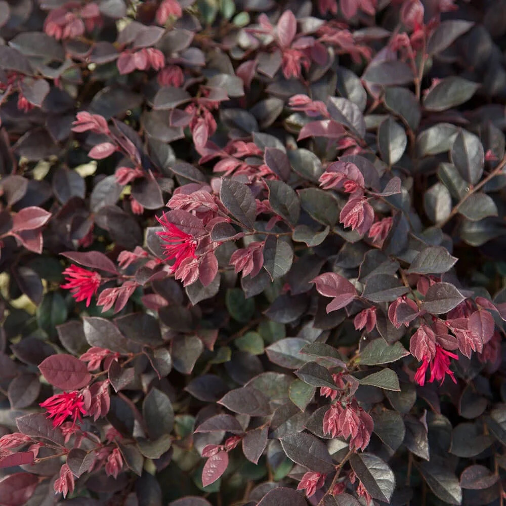 Purple Daydream Loropetalum Live Shrub in 2.5-Quart Grower Pot