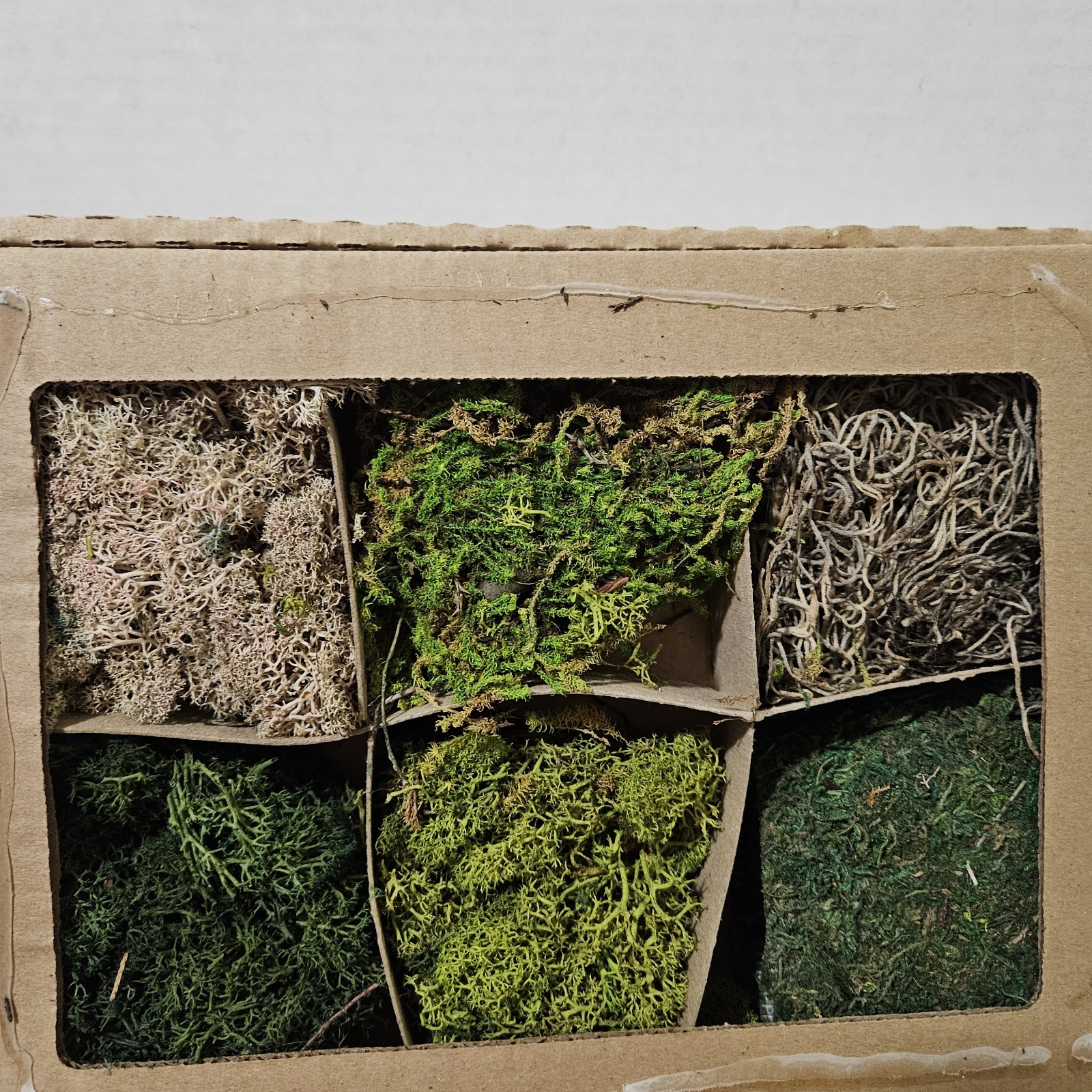 6 Types Natural Moss Crafting DIY Floral Flower Arranging