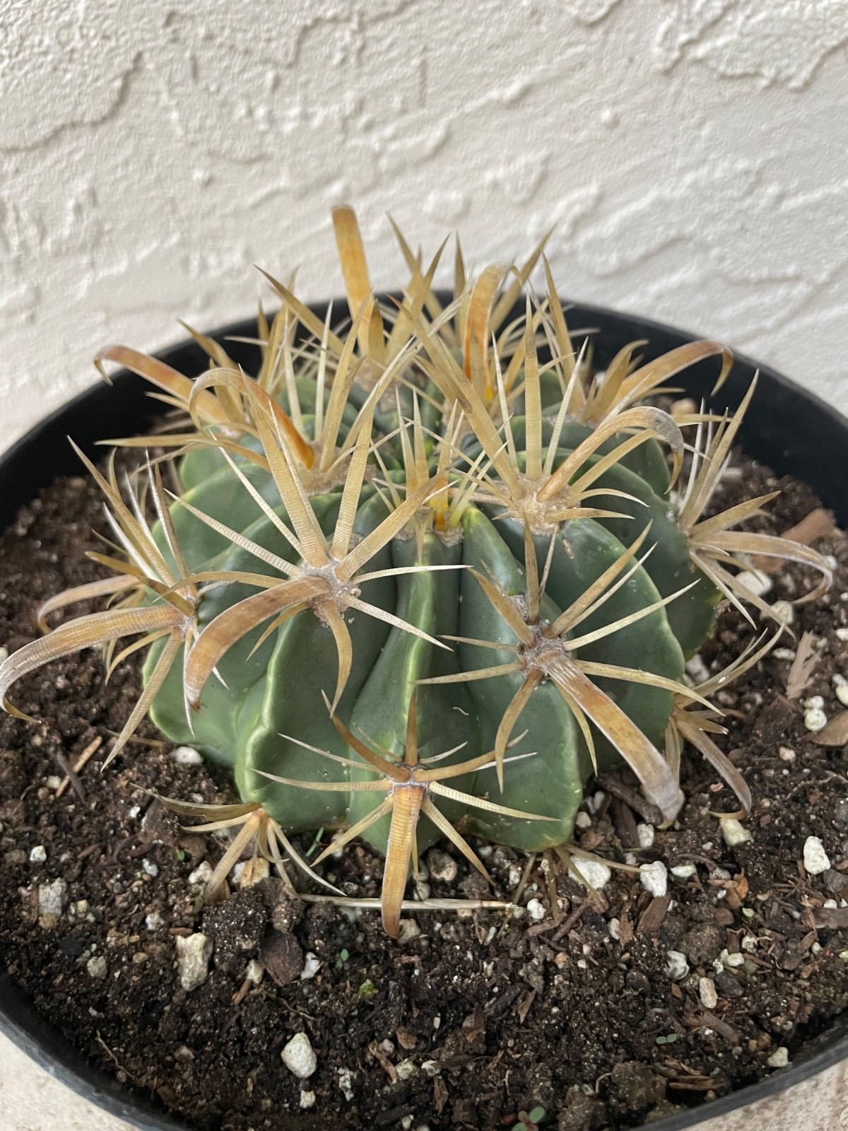 beautiful Ferocactus Flavispinus – Yellow-spined fishhook barrel cactus #B90