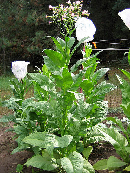 1000 Banana Leaf Tobacco Seeds ~ Heirloom Non-GMO ~ Virginian Tobacco