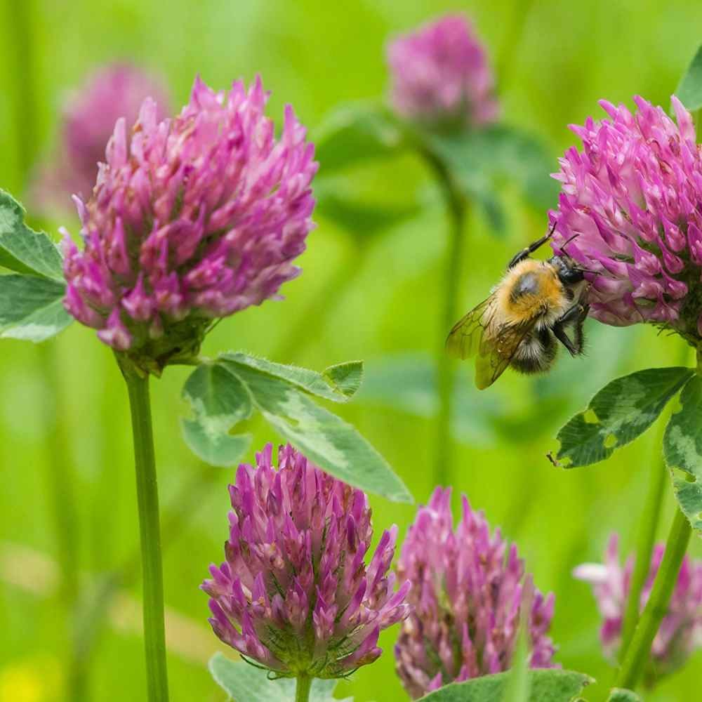 5 LBS – Inoculated Red Clover Seeds – Trifolium Pratense Clover