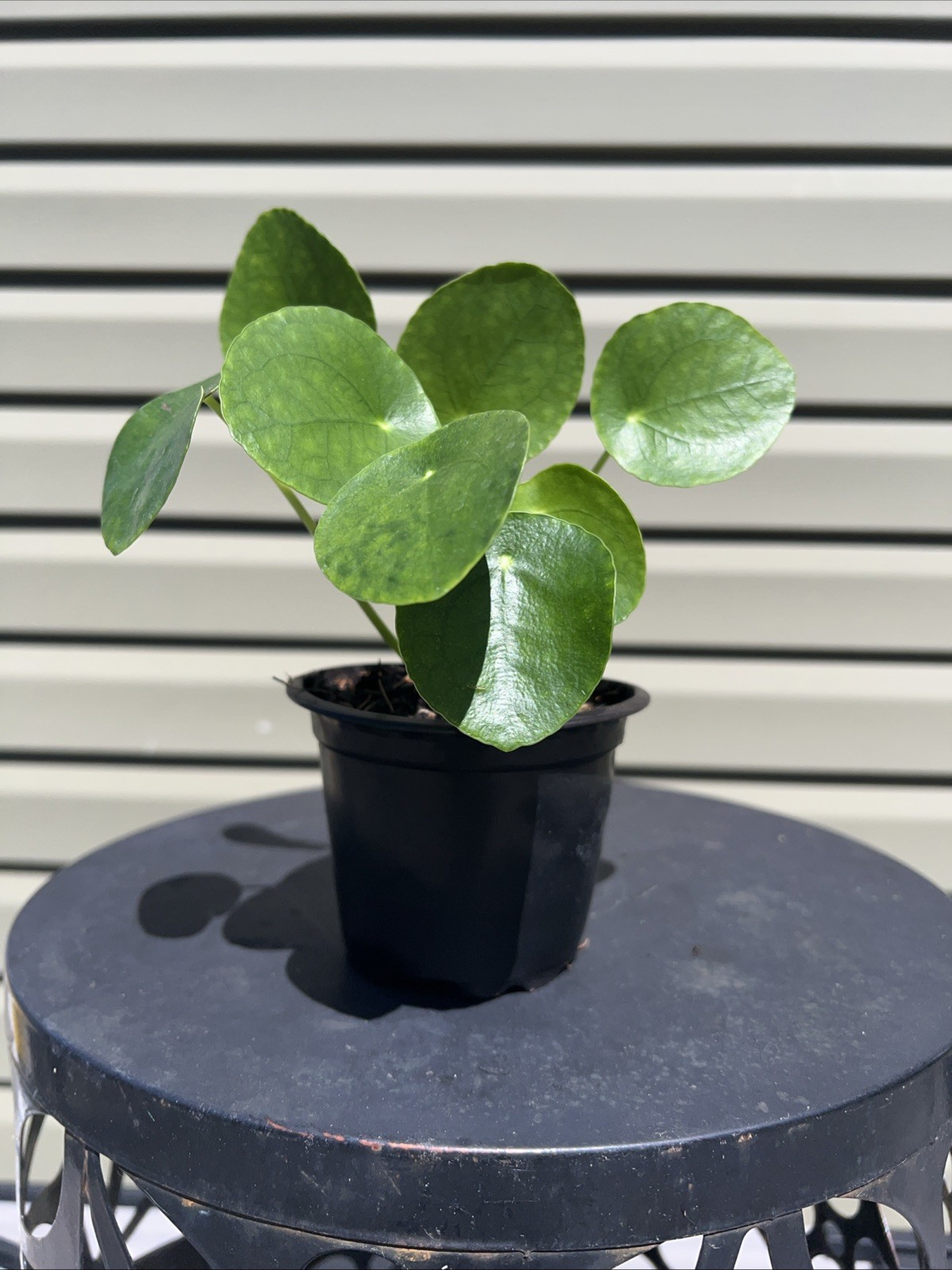 Chinese Money Plant – Pilea Peperomioides | Live Plant in 4”Pot
