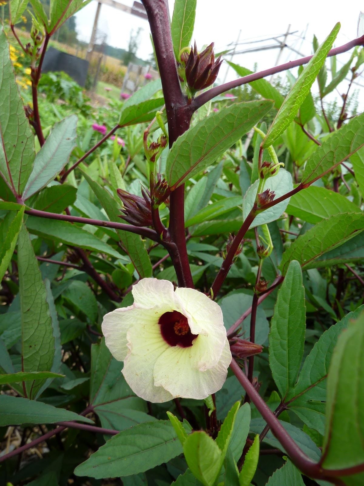 – Red Hibiscus Roselle Seeds – 50+ Count – for 2026 Planting Hibiscus Sabdari…