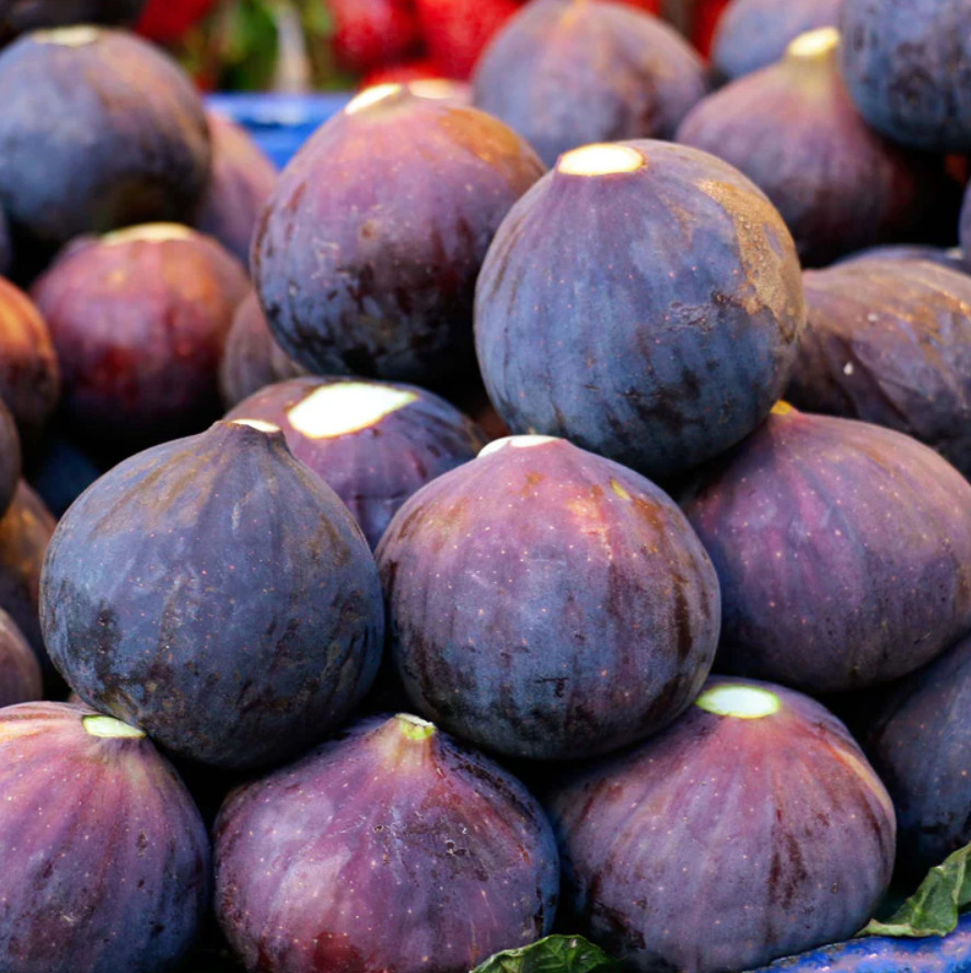 Set of 4 Live Fignomenal Fig Plants – 4–6” Tall – No Pot – Edible Fruit Plant
