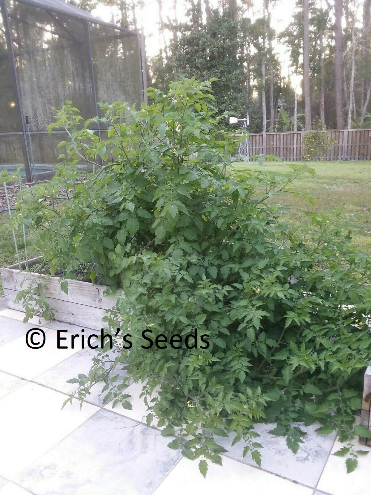 60+ Florida Everglades Tomato Seeds Fresh Seeds for planting in 2024