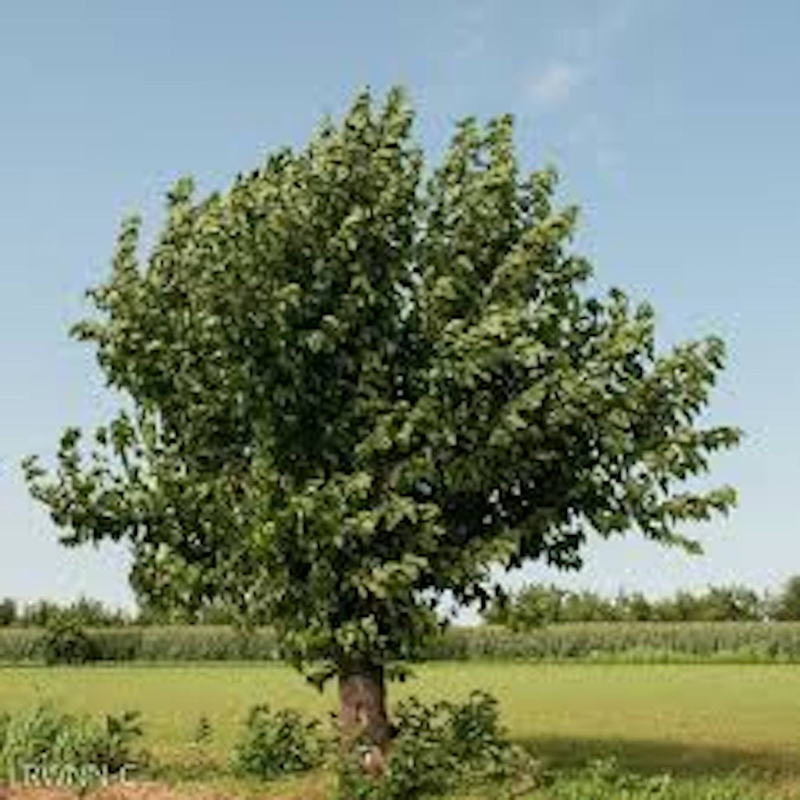 1 Red Mulberry Tree 12-24″ Tall Morus rubra Bare Root Fruit Tree