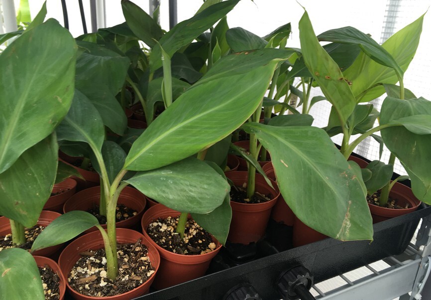 FHIA-03 “Sweetheart” Dwarf Banana Plant – RARE Dwarf Banana
