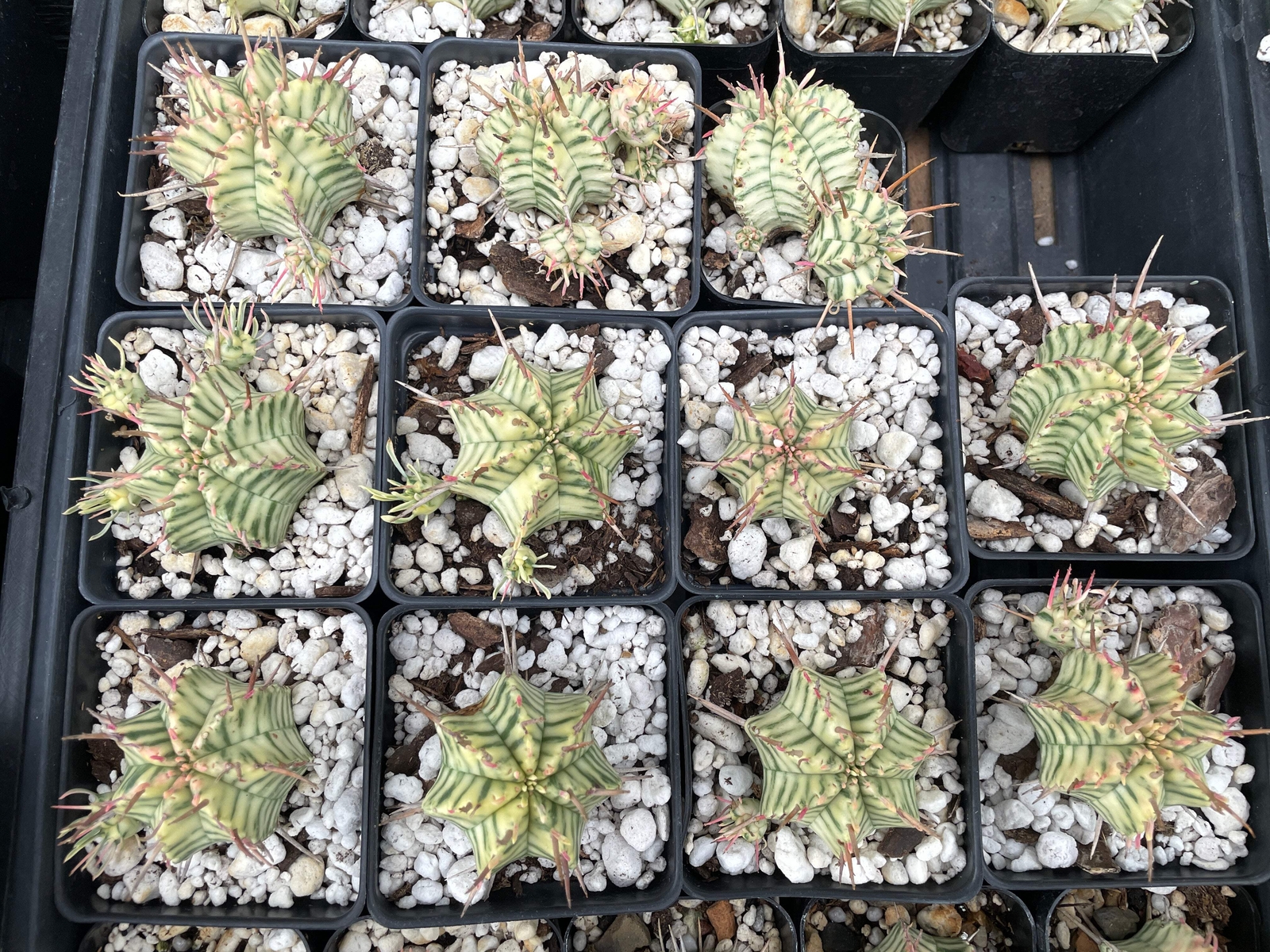 Euphorbia Meloformis Variegated Super Healthy In 3 Inch Pot