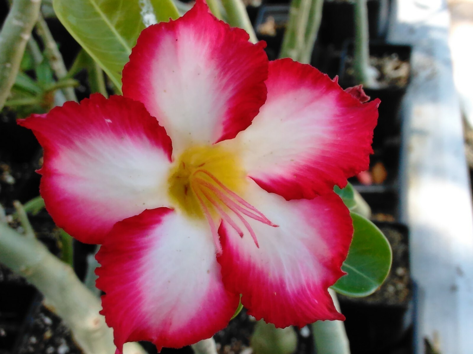 100+ Adenium Obesum desert rose seeds Rosa Del Desierto US SELLER