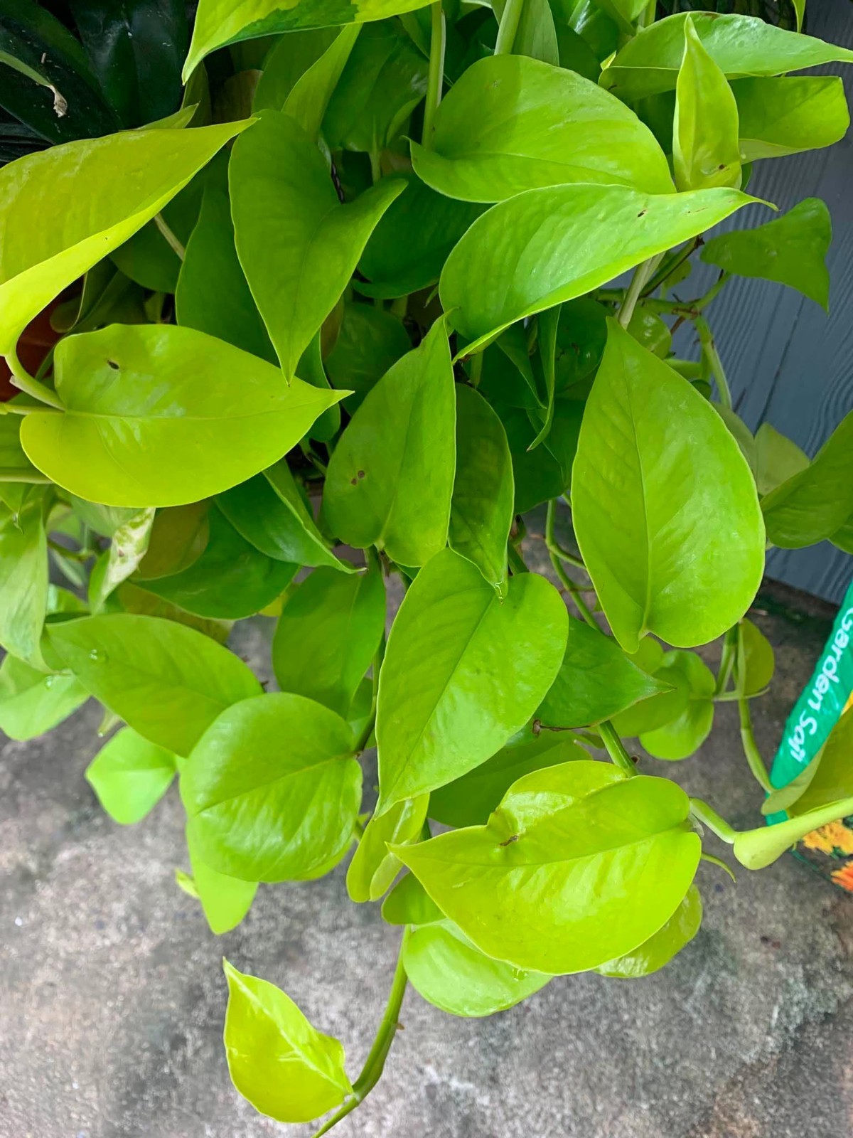 6 Live Plant Cuttings Combo: Unrooted Pothos Philodendron Indoor House Plants